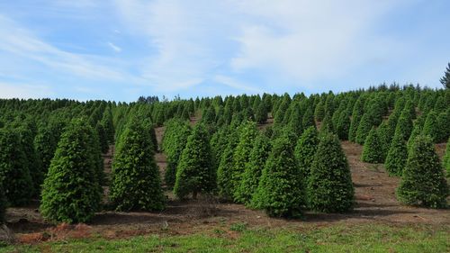 Panoramic view of trees on landscape against sky