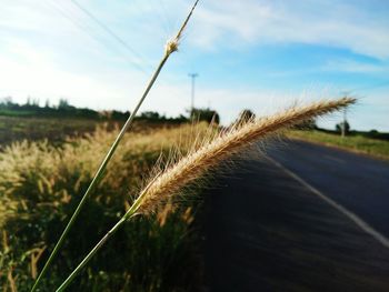 Close-up of wheat field against sky