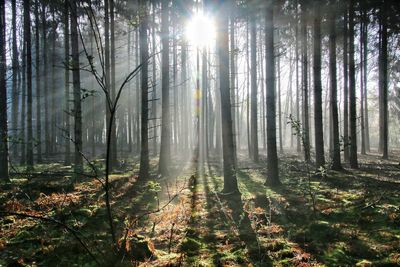 Scenic view of forest against sky