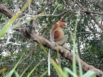 Low angle view of monkey on tree in forest