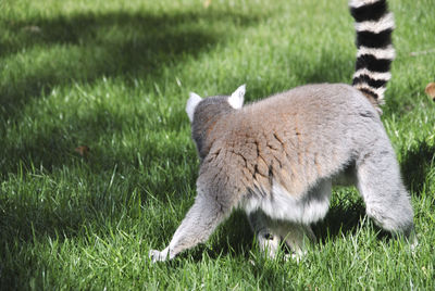 Lemur walking through the grass on a sunny day. colors of nature