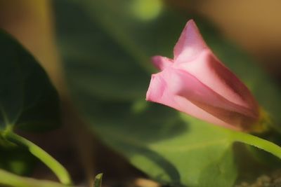 Close-up of pink flower blooming outdoors