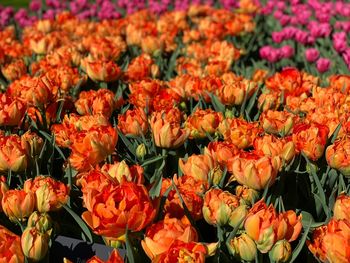 High angle view of orange tulips