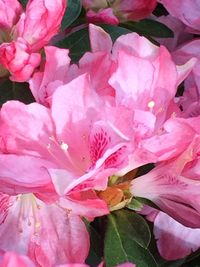 Close-up of pink flowers