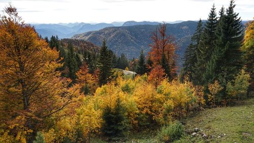 Scenic view of trees and mountains against sky during autumn