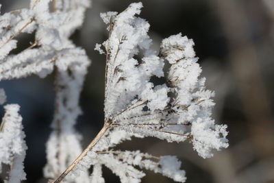 Close-up of snow on tree