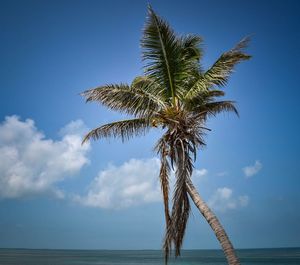 Palm tree by sea against sky