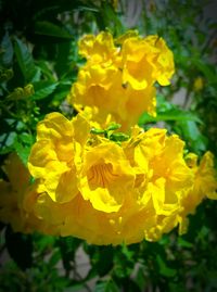 Close-up of yellow flower