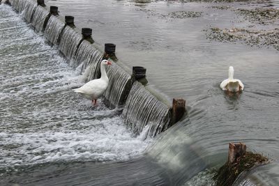 High angle view of birds in lake