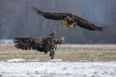 Close-up of eagle flying