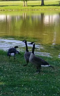 Ducks swimming in water