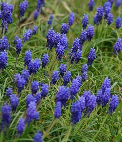 Close-up of purple flowering plants on field