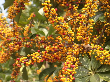 Umbrella tree fruits are berries