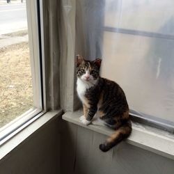 Portrait of cat sitting on window sill