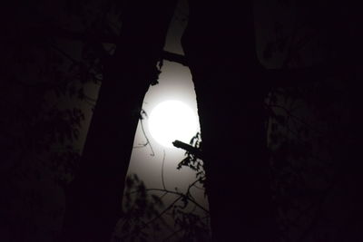 Low angle view of silhouette insect against sky at night