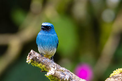 Beautiful blue color bird known as indigo flycatcher on perch at nature habits in sabah, borneo