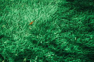 High angle view of bird on field