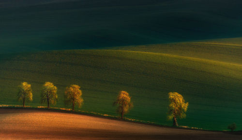 Scenic view of field against trees