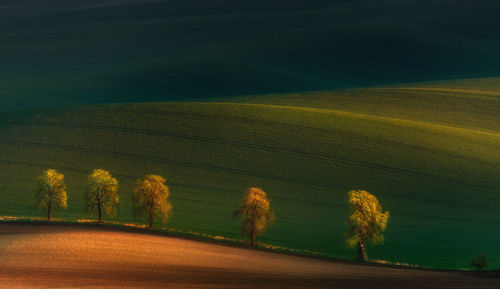 Scenic view of field against trees