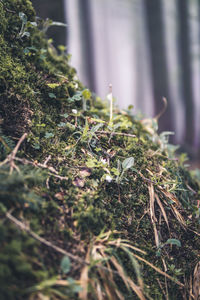 Close-up of moss growing on tree