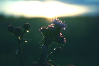 Close-up of flowers