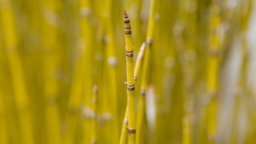 Close-up of insect on plant