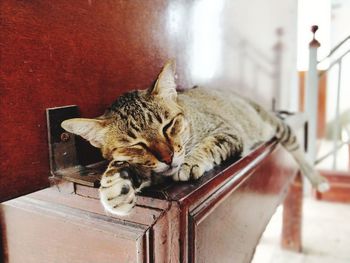 Cat sleeping in a home