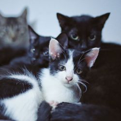 Portrait of kitten sitting