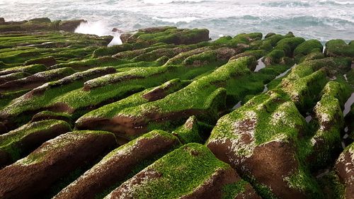 Scenic view of beach