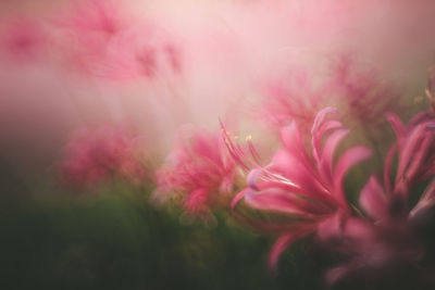 Close-up of pink flowering plant