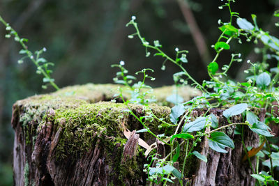 Close-up of moss growing on tree trunk