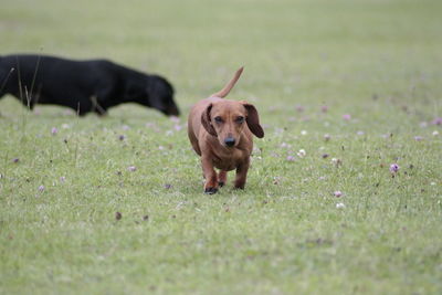 Dog in a field