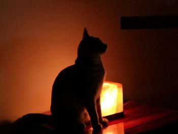 Silhouette cat sitting against orange wall