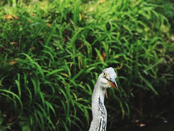 Close-up of bird on land