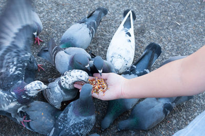 Low angle view of hand feeding seagulls