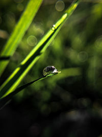 Close-up of raindrops on leaf