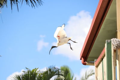 Low angle view of bird flying against sky