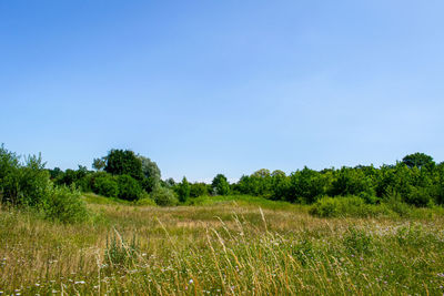 Scenic view of field against clear sky