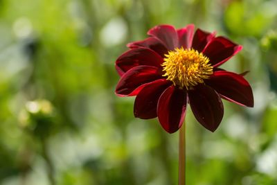 Close-up of red flower