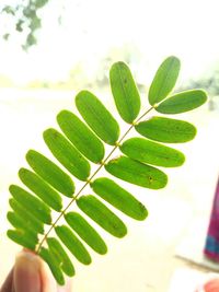 Close-up of fresh green plant