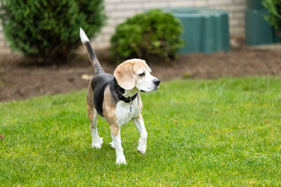 Dog looking away on field