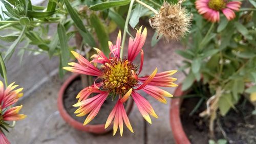 Close-up of flowers blooming outdoors