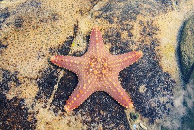 High angle view of starfish at rocky beach