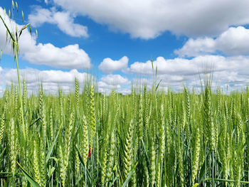 Crops growing on field against sky