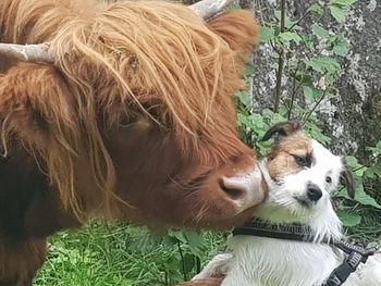 Portrait of a dog