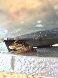 Close-up of frog in water
