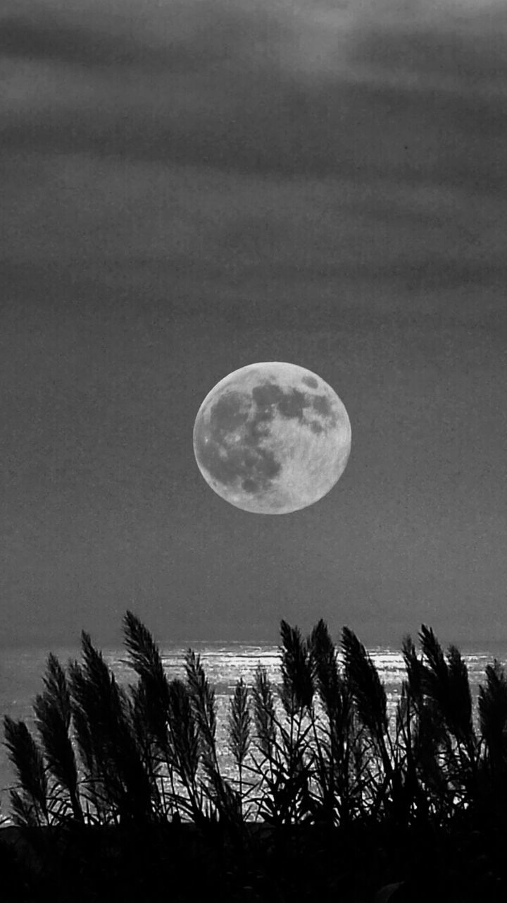 tranquility, tranquil scene, beauty in nature, sky, scenics, nature, moon, idyllic, sea, dusk, growth, horizon over water, outdoors, full moon, copy space, no people, tree, clear sky, plant, cloud - sky