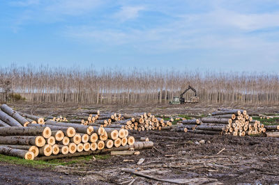 Stack of logs on field against sky