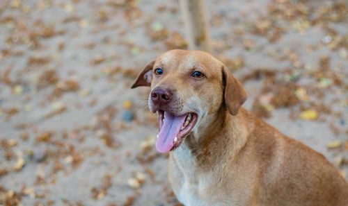 Portrait of dog