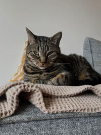 Close-up of cat sitting on sofa
